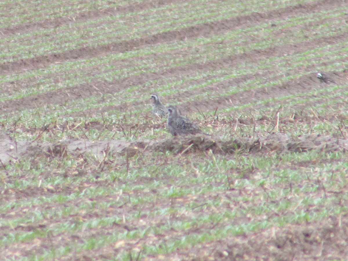 American Golden-Plover - Kyle Gallagher