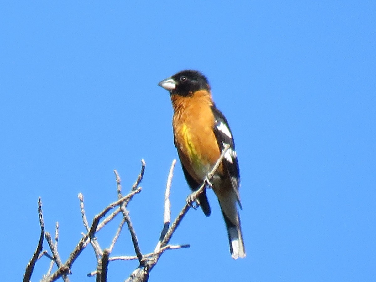 Black-headed Grosbeak - ML137348791