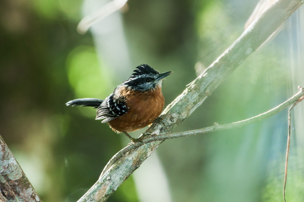 Ferruginous Antbird - ML137348961