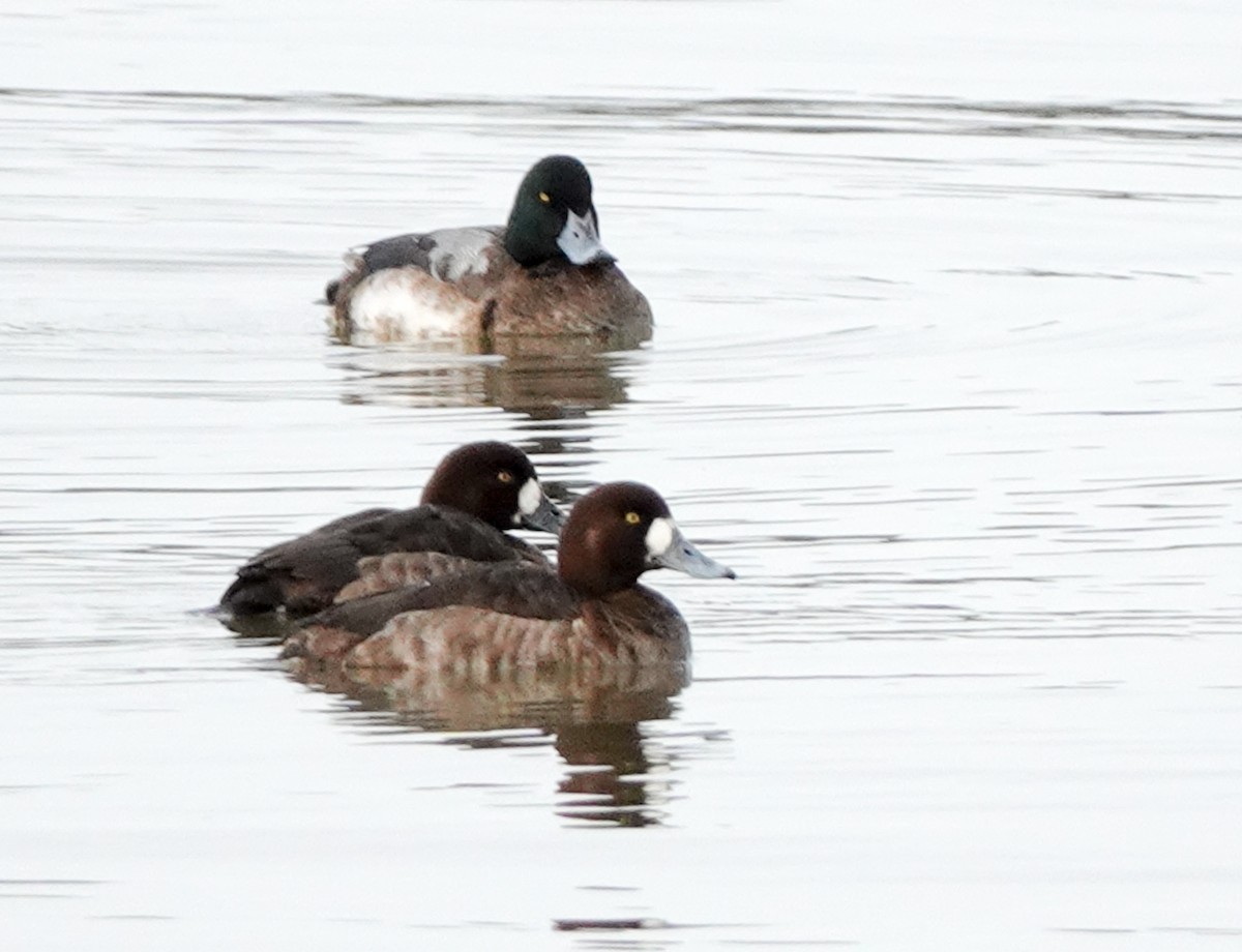 Greater Scaup - Scott Stafford