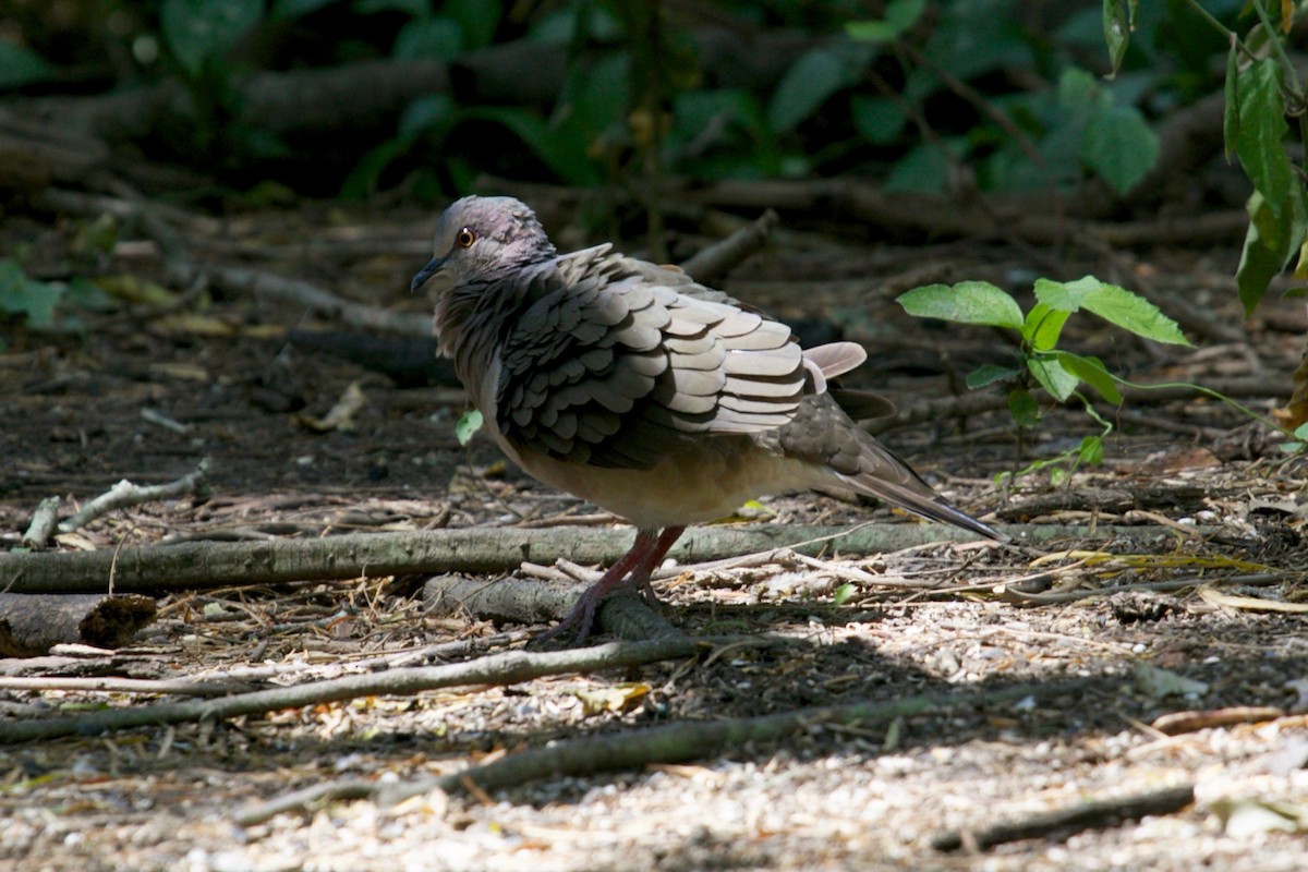 White-tipped Dove - Casey Weissburg