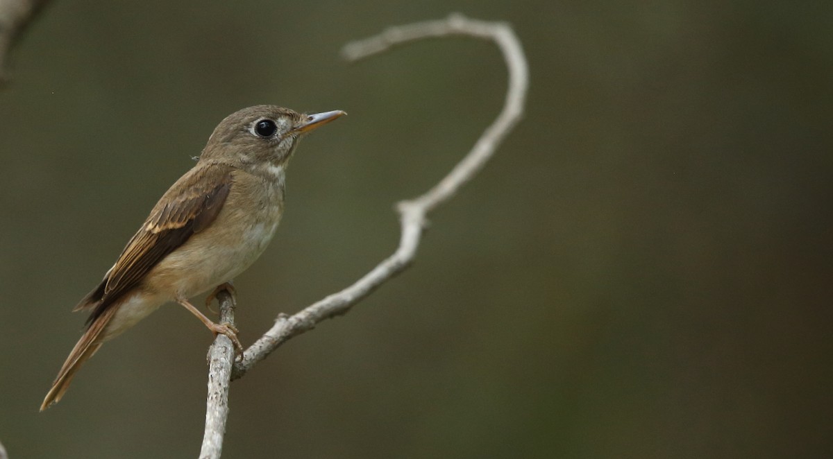 Brown-breasted Flycatcher - Albin Jacob