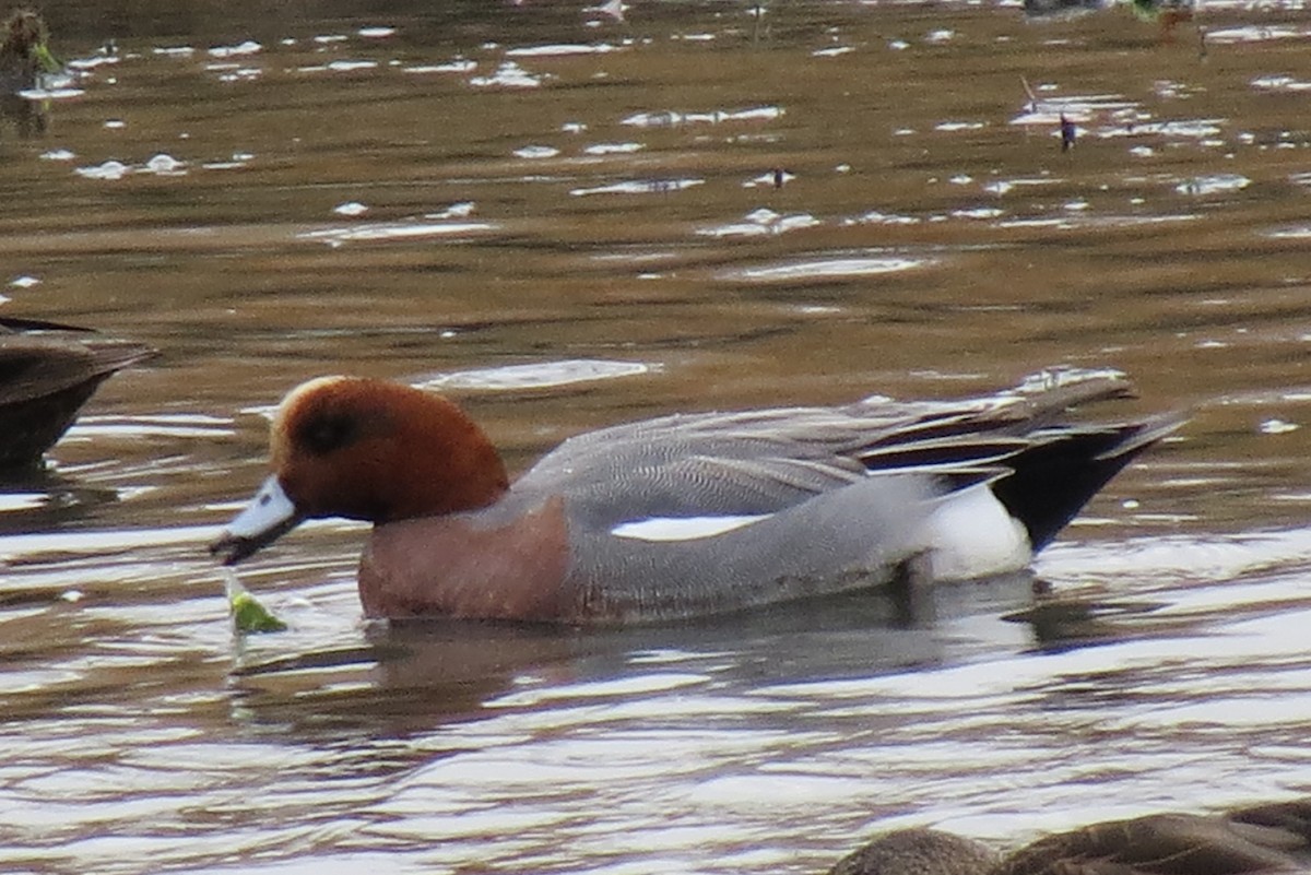 Eurasian Wigeon - ML137352581