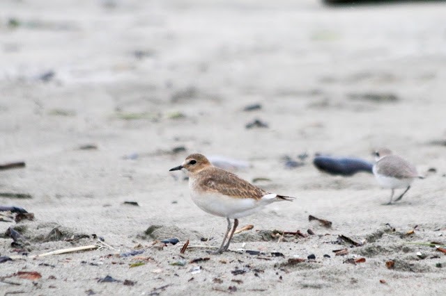 Mountain Plover - ML137353821