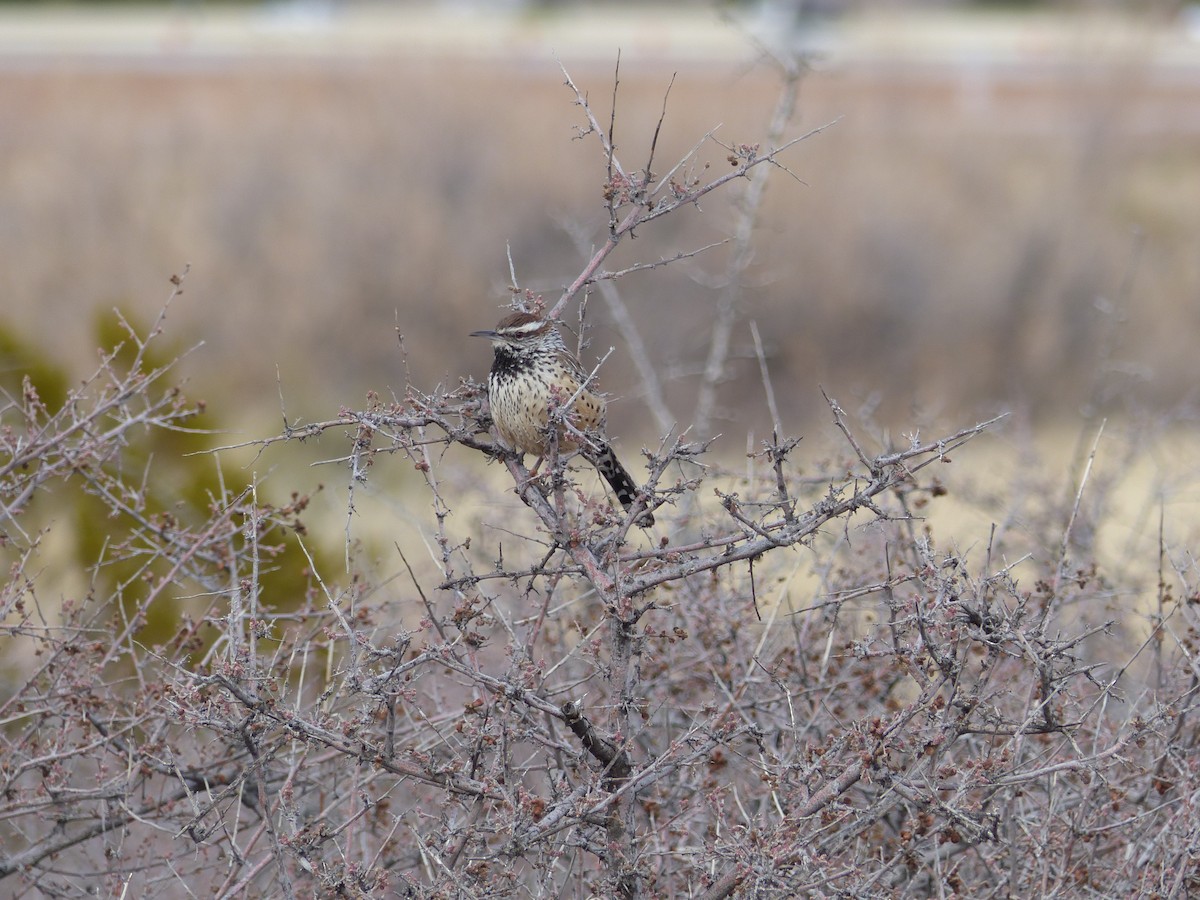 Cactus Wren - ML137354351