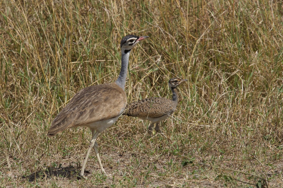 White-bellied Bustard - Qin Huang