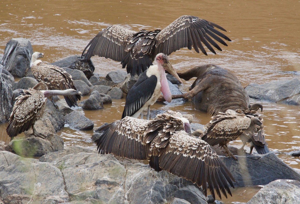 Marabou Stork - ML137356111