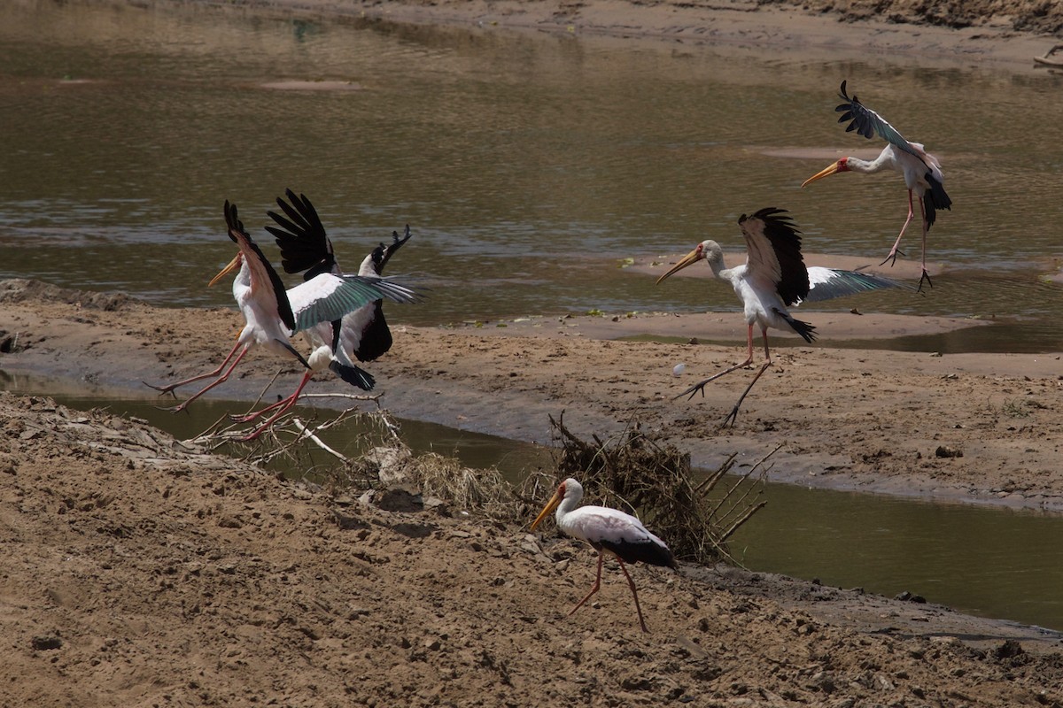 Yellow-billed Stork - ML137356151