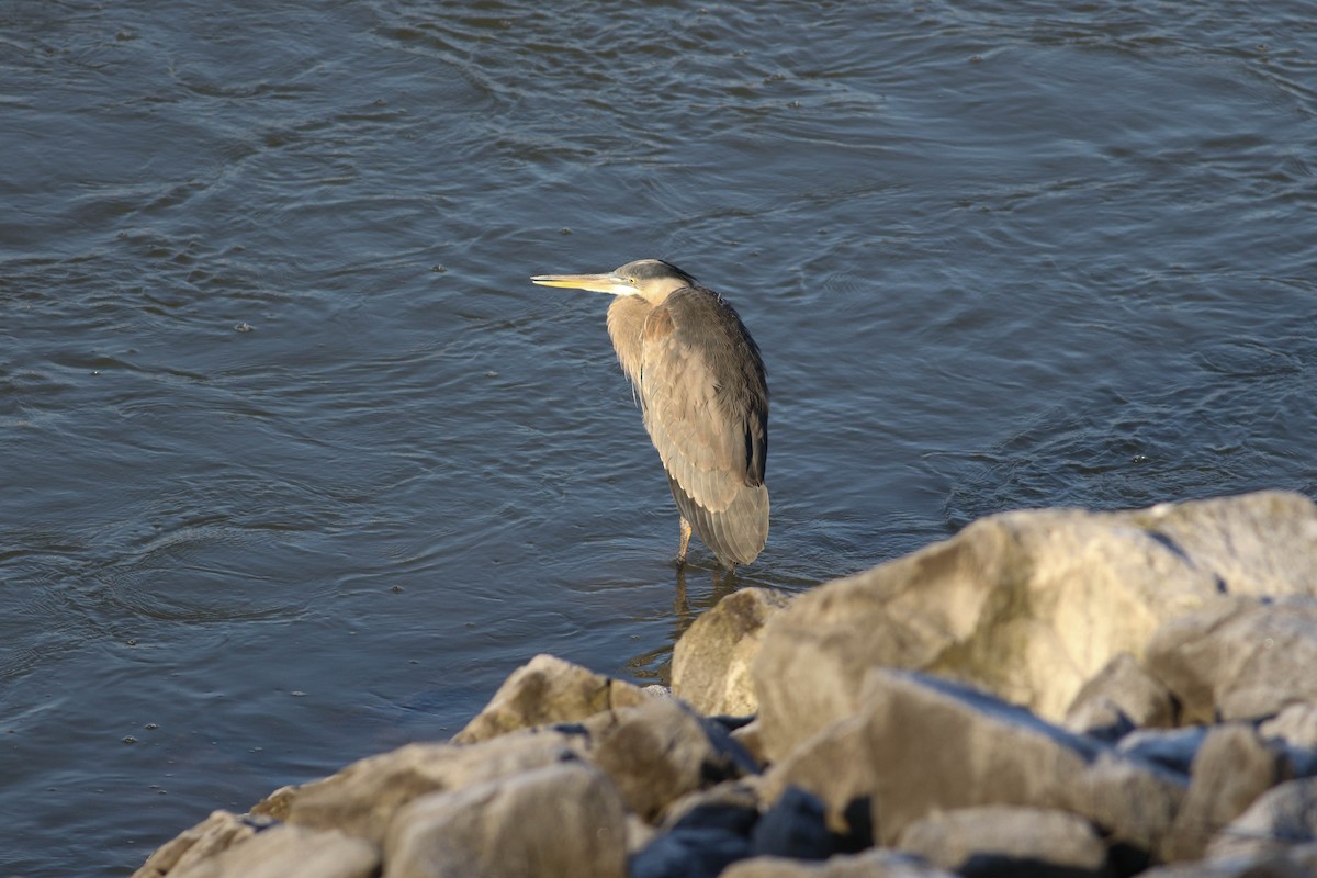 Great Blue Heron (Great Blue) - Tommy Quarles