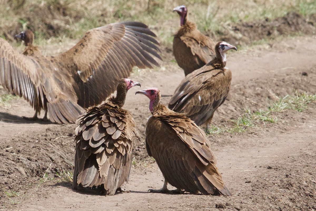 Hooded Vulture - ML137356591