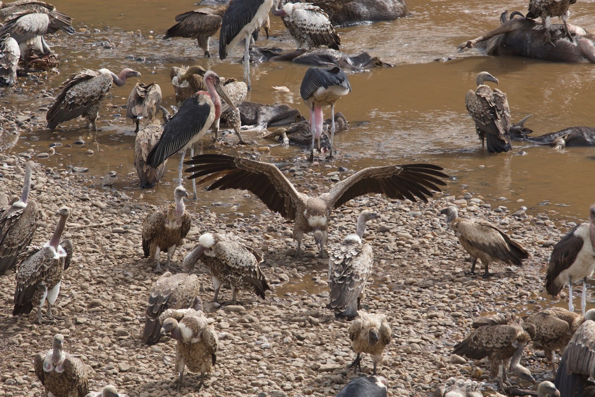 Rüppell's Griffon - ML137356691