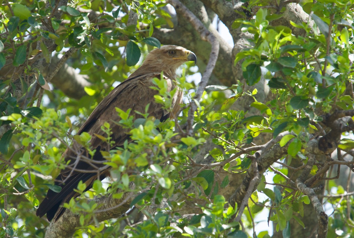 Tawny Eagle - ML137356731