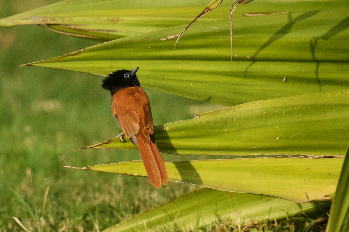 Monarca Colilargo Africano - ML137357371