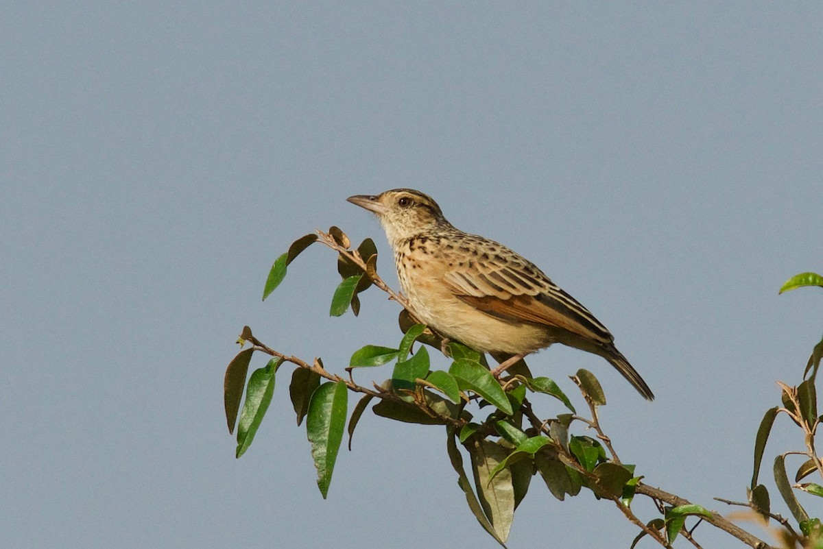 Rufous-naped Lark - ML137357541