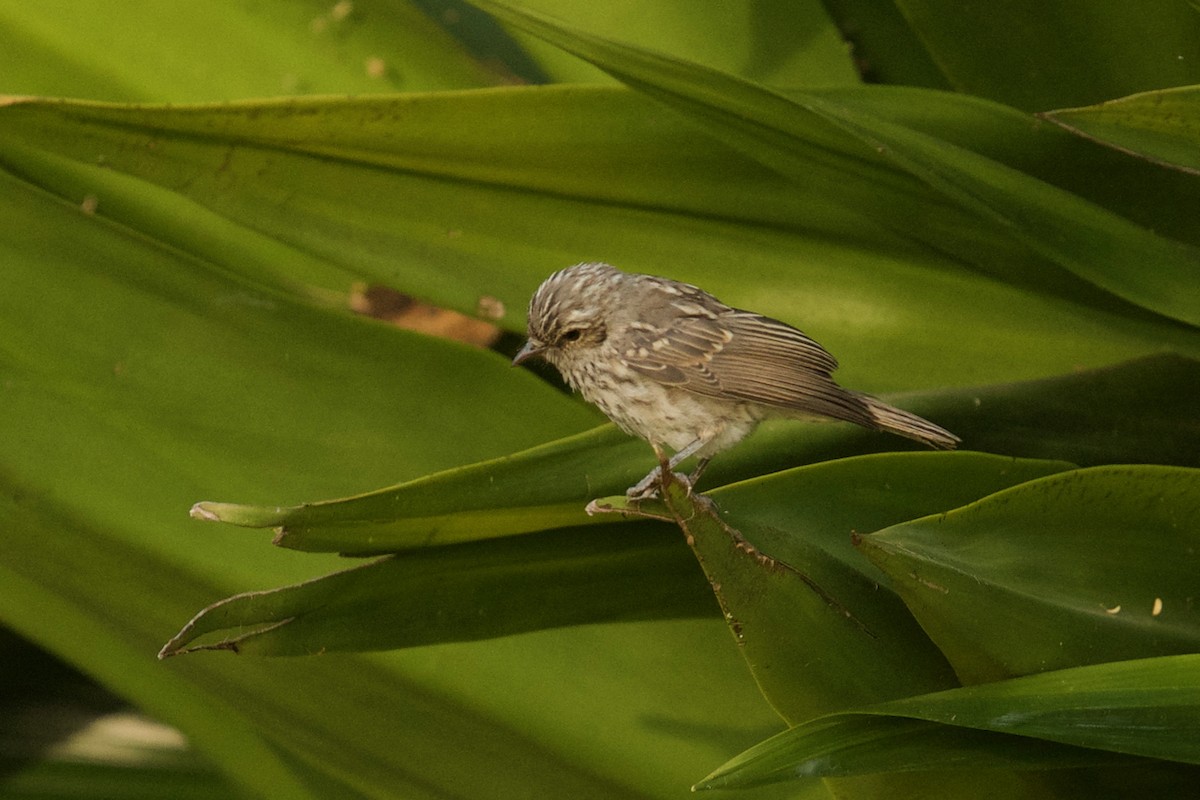 African Gray Flycatcher - ML137357691