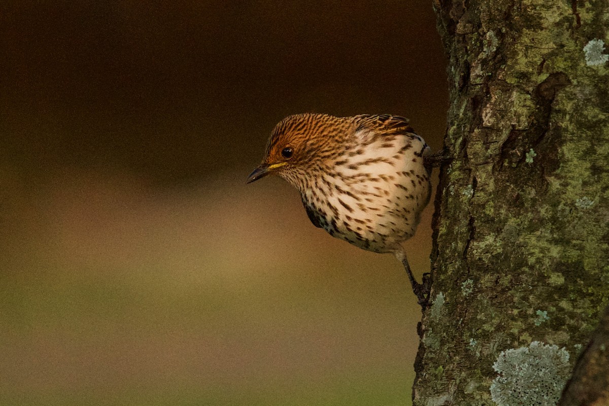 Violet-backed Starling - ML137357911