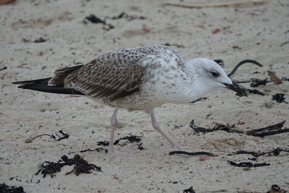 Caspian Gull - ML137358171