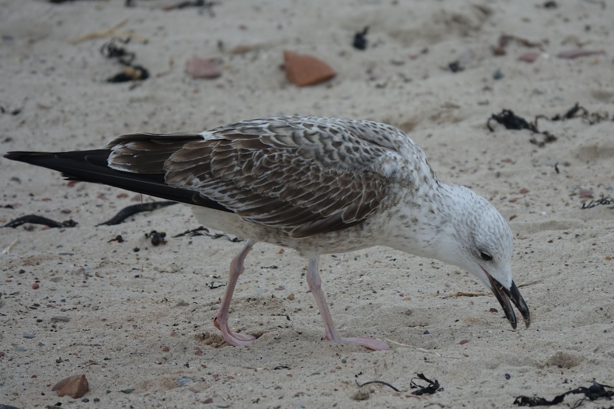 Caspian Gull - Daniel König