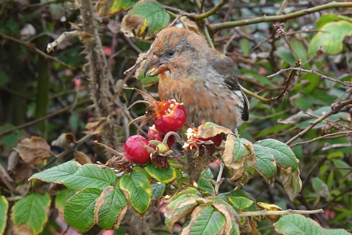 Red Crossbill - Daniel König