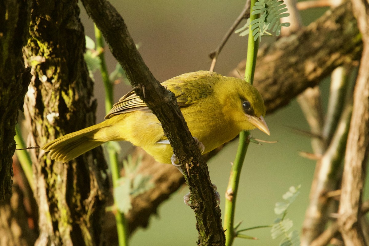 Spectacled Weaver - ML137359531