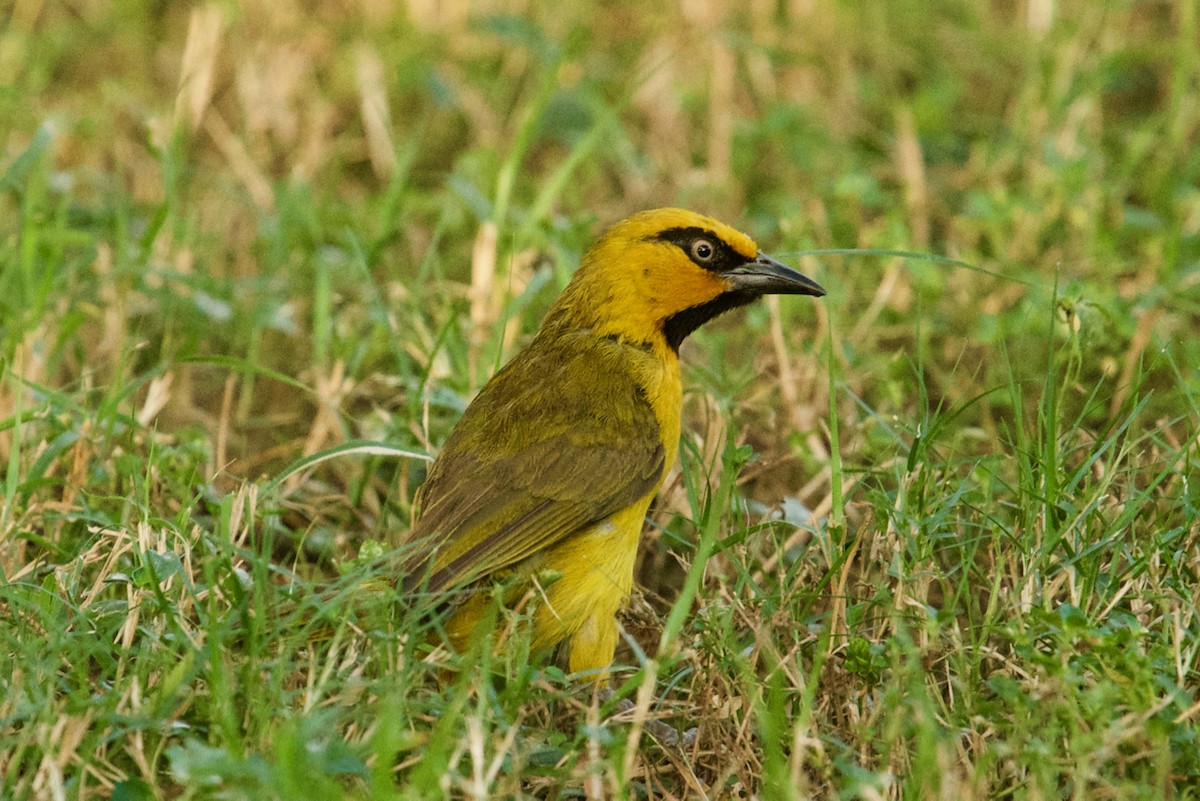 Spectacled Weaver - ML137359571