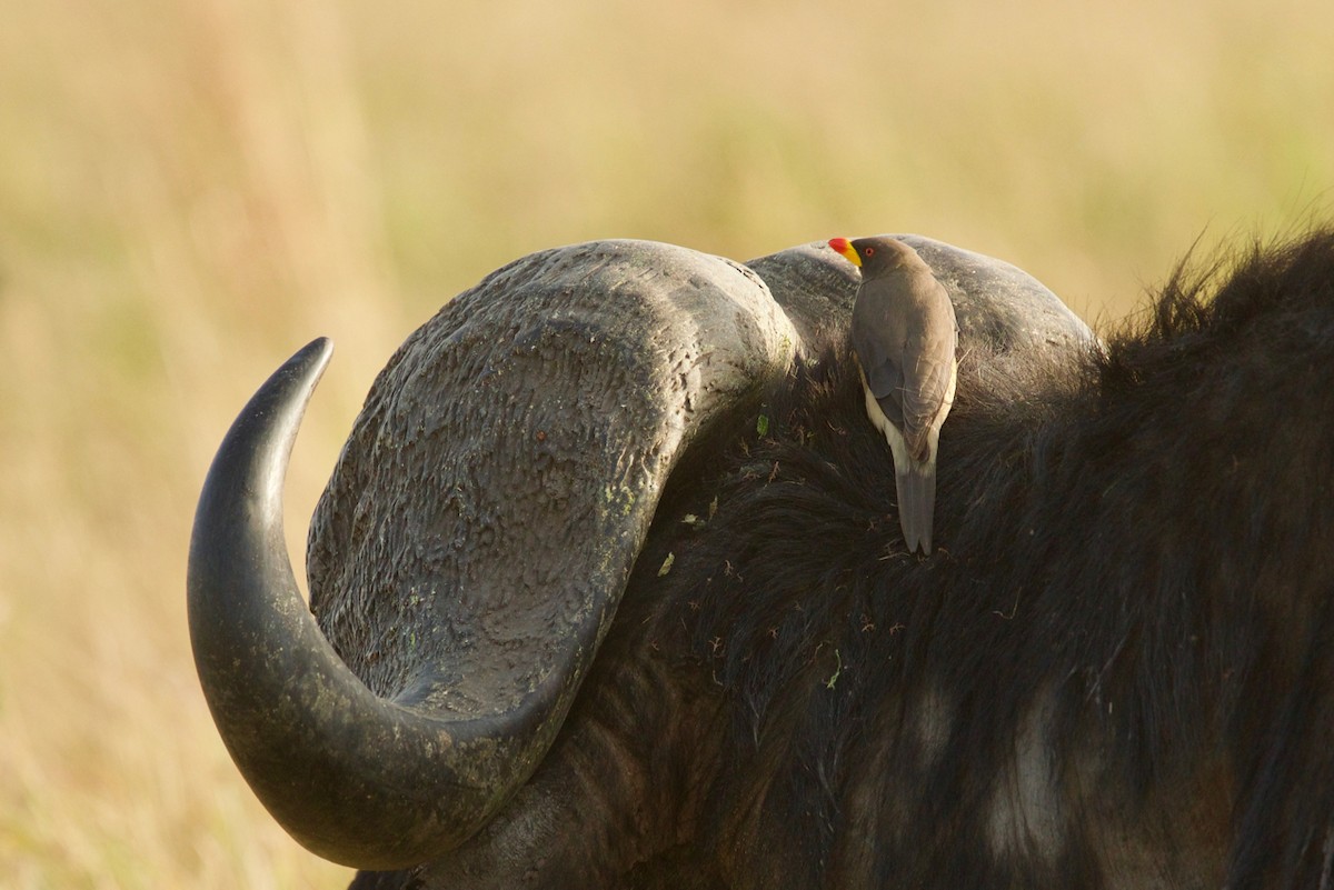 Red-billed Oxpecker - ML137359871