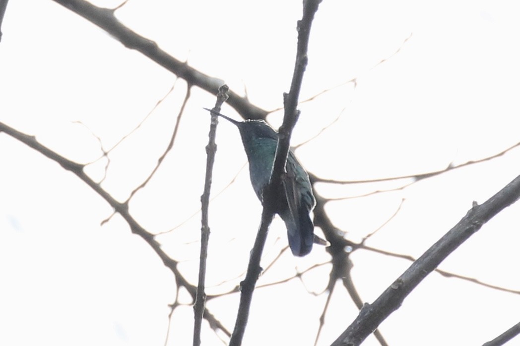 kolibřík modrouchý - ML137360121