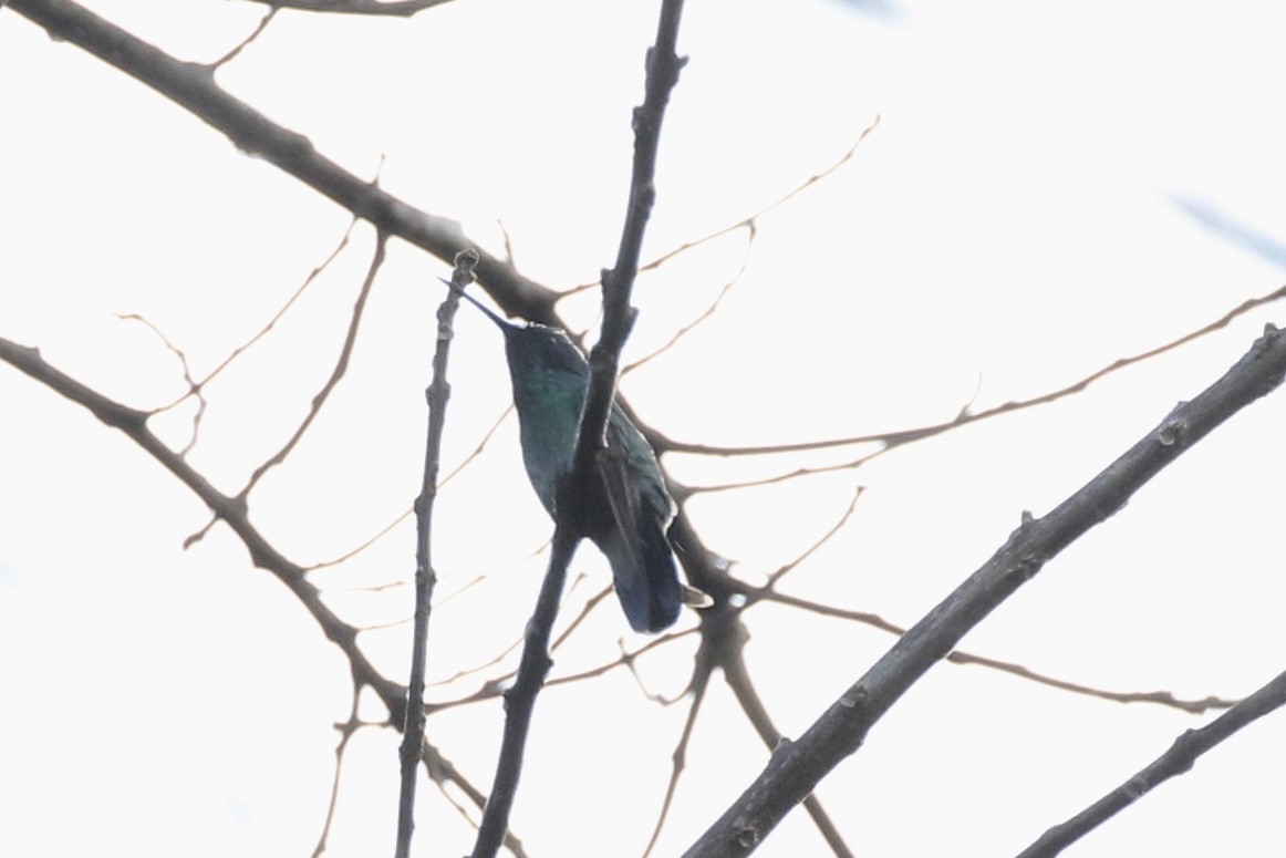 Lesser Violetear - Glen Chapman