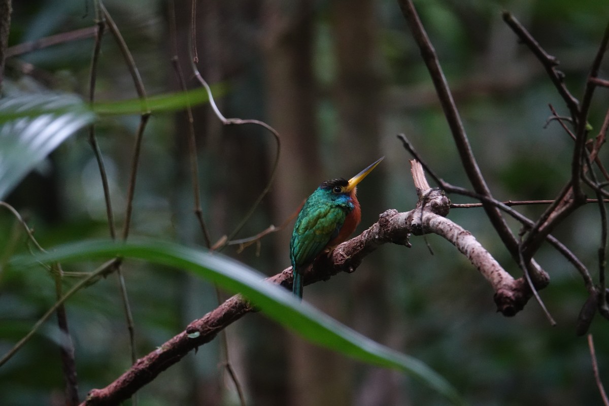 Blue-cheeked Jacamar - Ottavio Janni