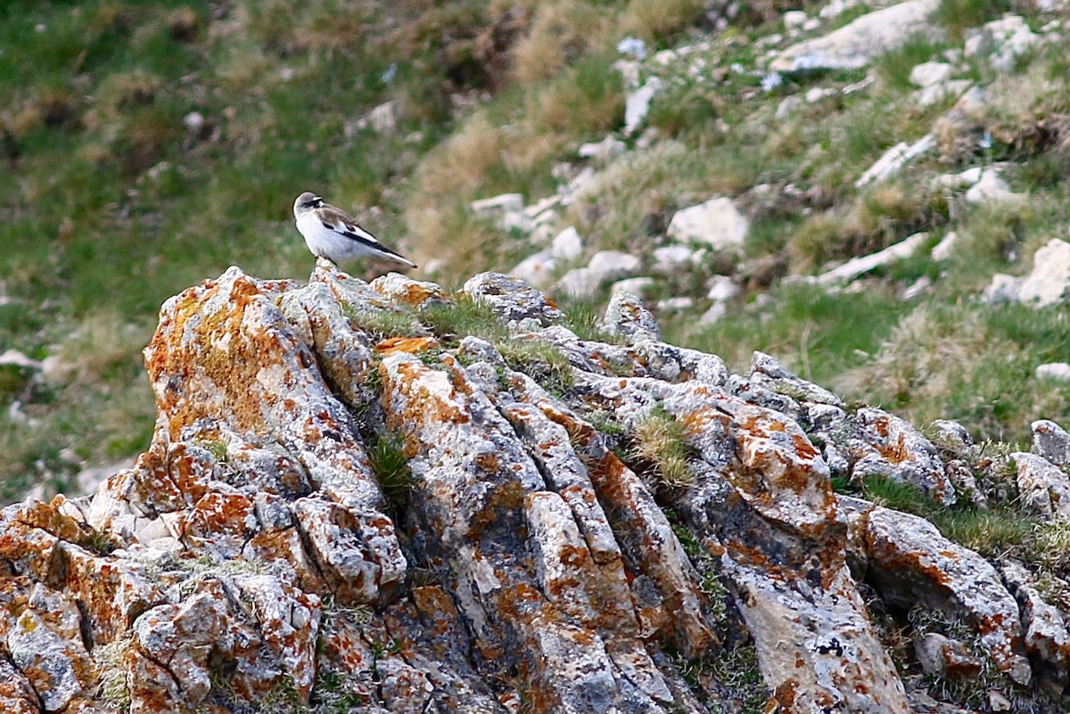 White-winged Snowfinch - Jakub Macháň