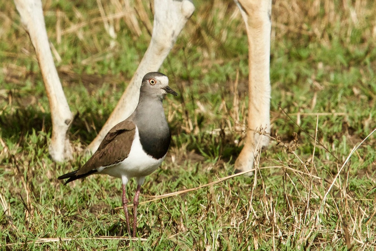 Black-winged Lapwing - ML137360911