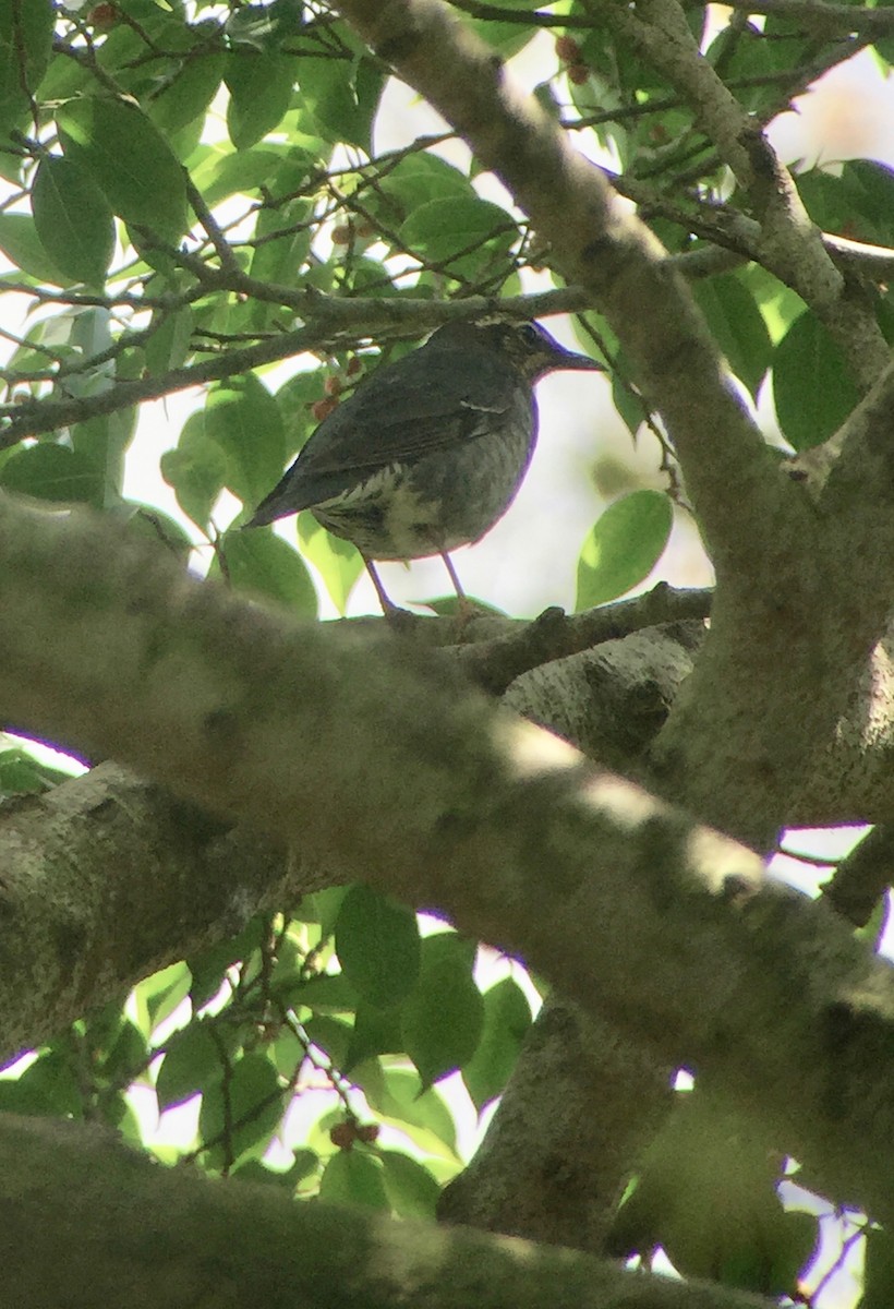 Siberian Thrush - ML137361051