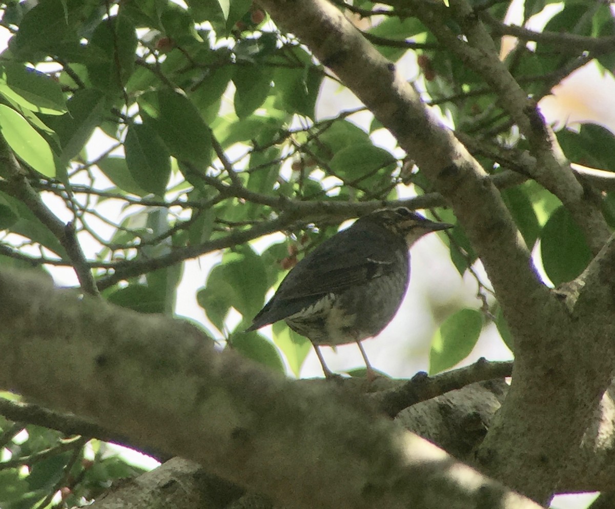 Siberian Thrush - ML137361071