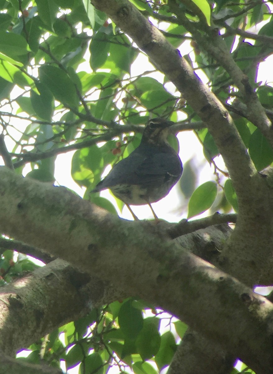 Siberian Thrush - ML137361081