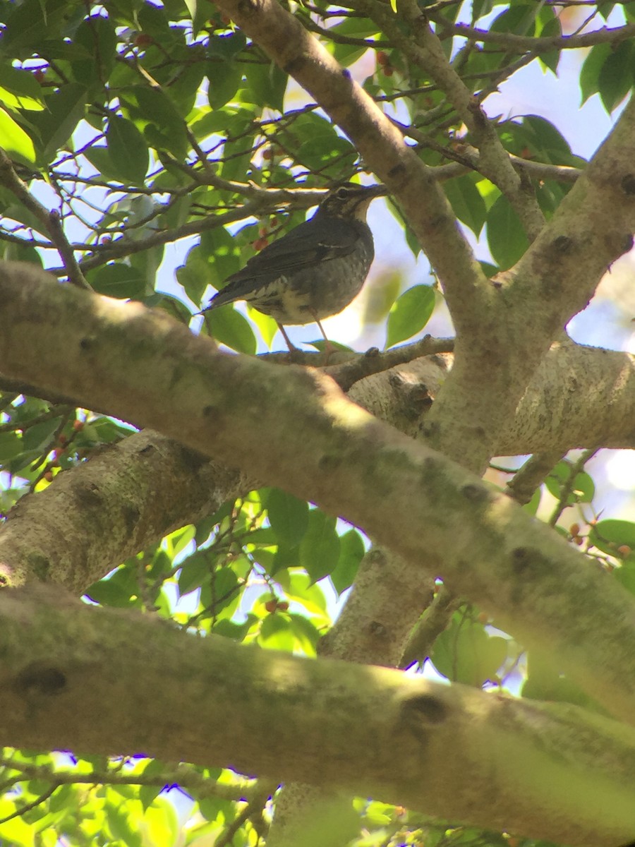 Siberian Thrush - ML137361101