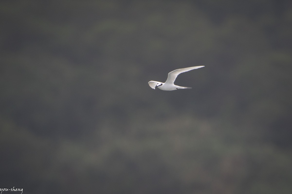 Black-naped Tern - ML137362031
