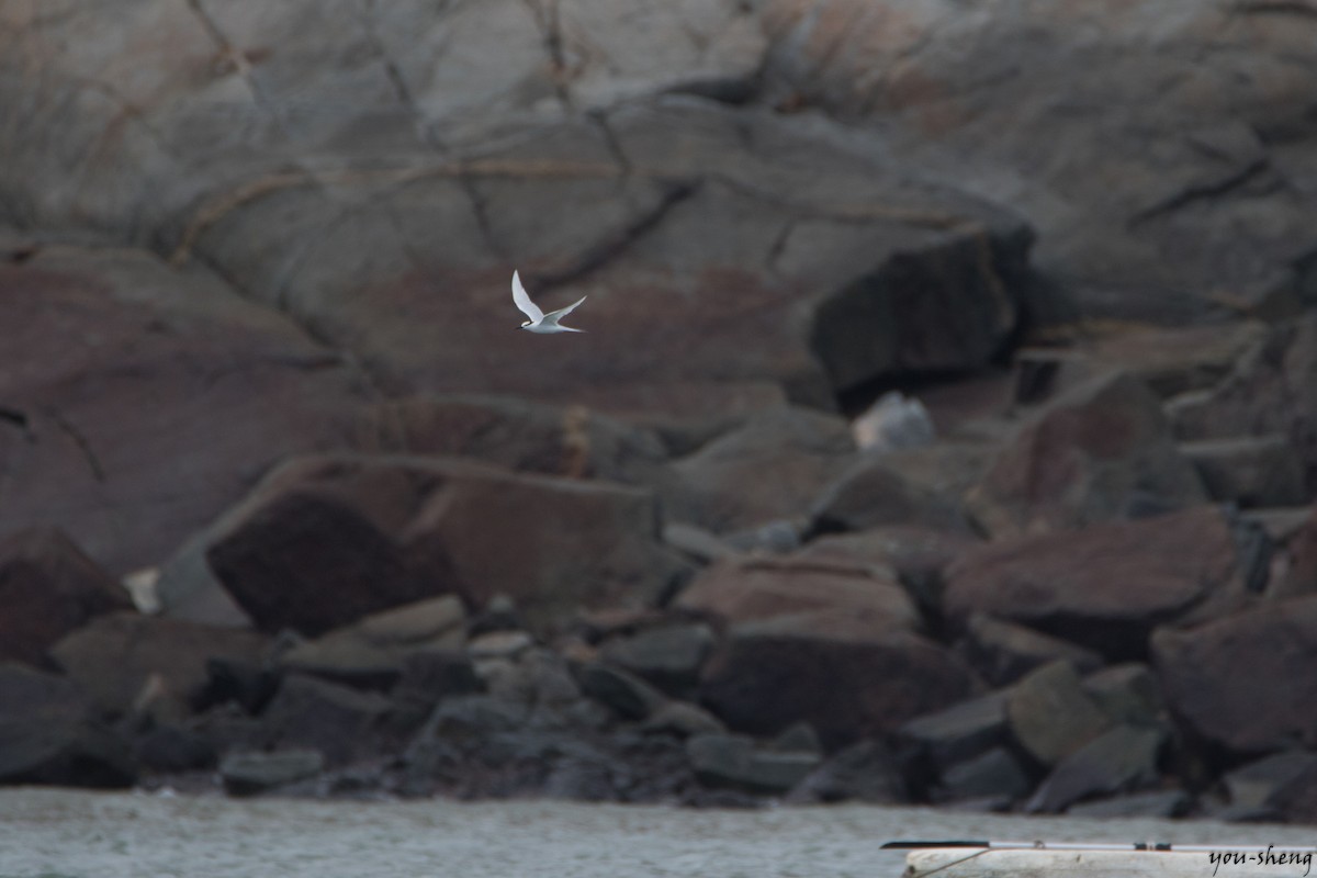 Black-naped Tern - ML137362061
