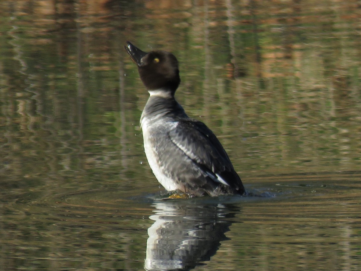 Common Goldeneye - ML137363191