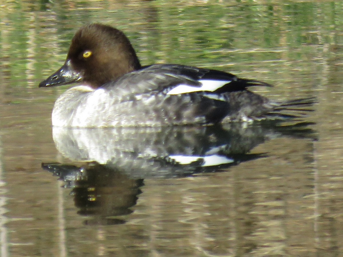 Common Goldeneye - Kent Fiala