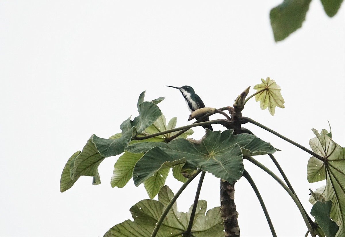 Black-throated Mango - ML137363821