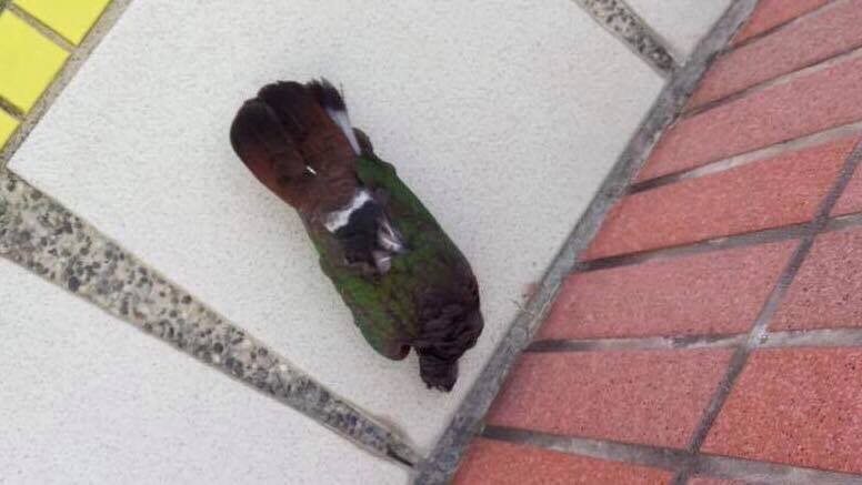 Asian Emerald Dove - ML137365581