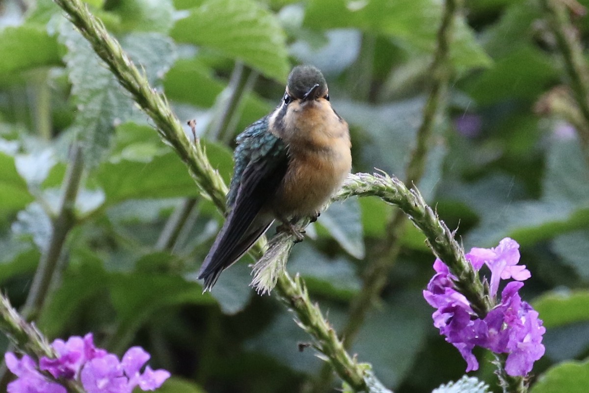 kolibřík fialovohrdlý - ML137365781