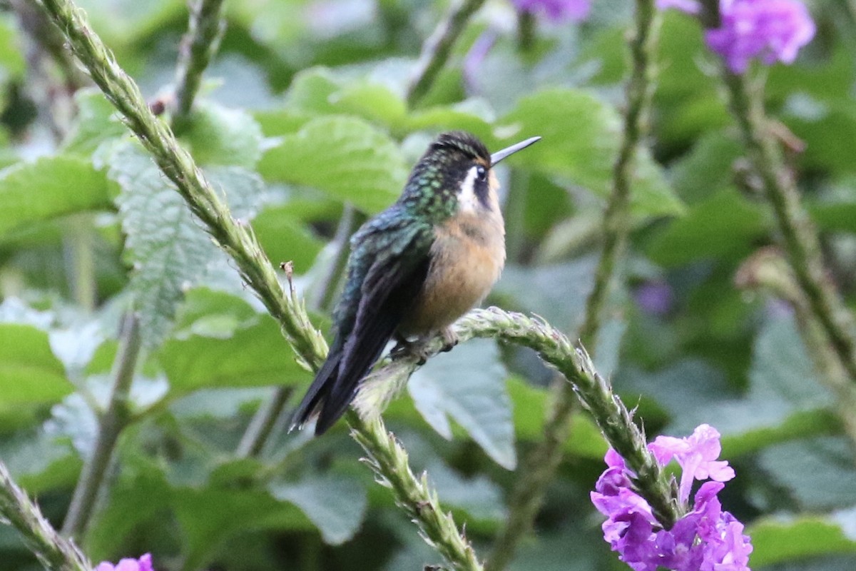 kolibřík fialovohrdlý - ML137365871