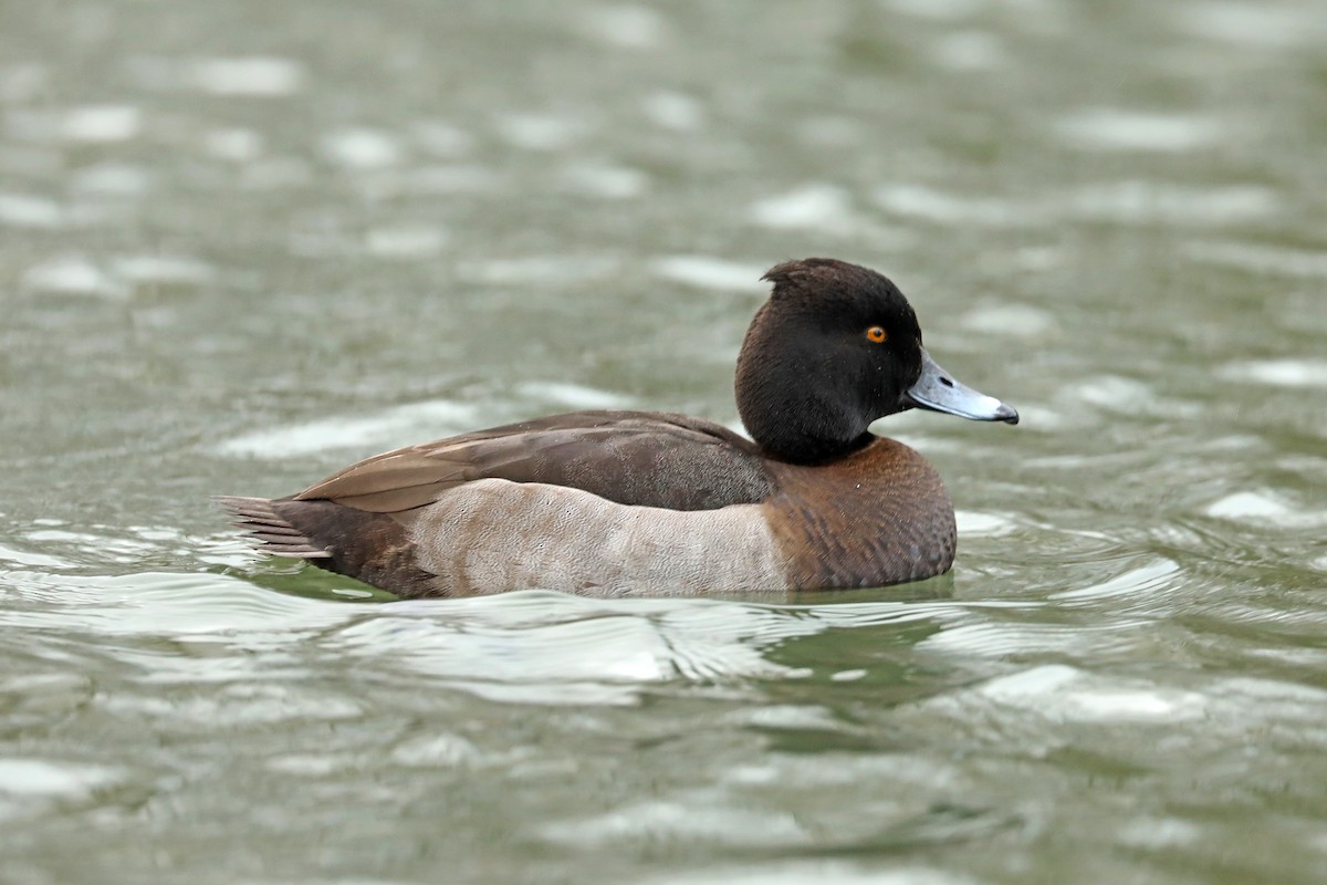 Common Pochard x Tufted Duck (hybrid) - Dominic Mitchell