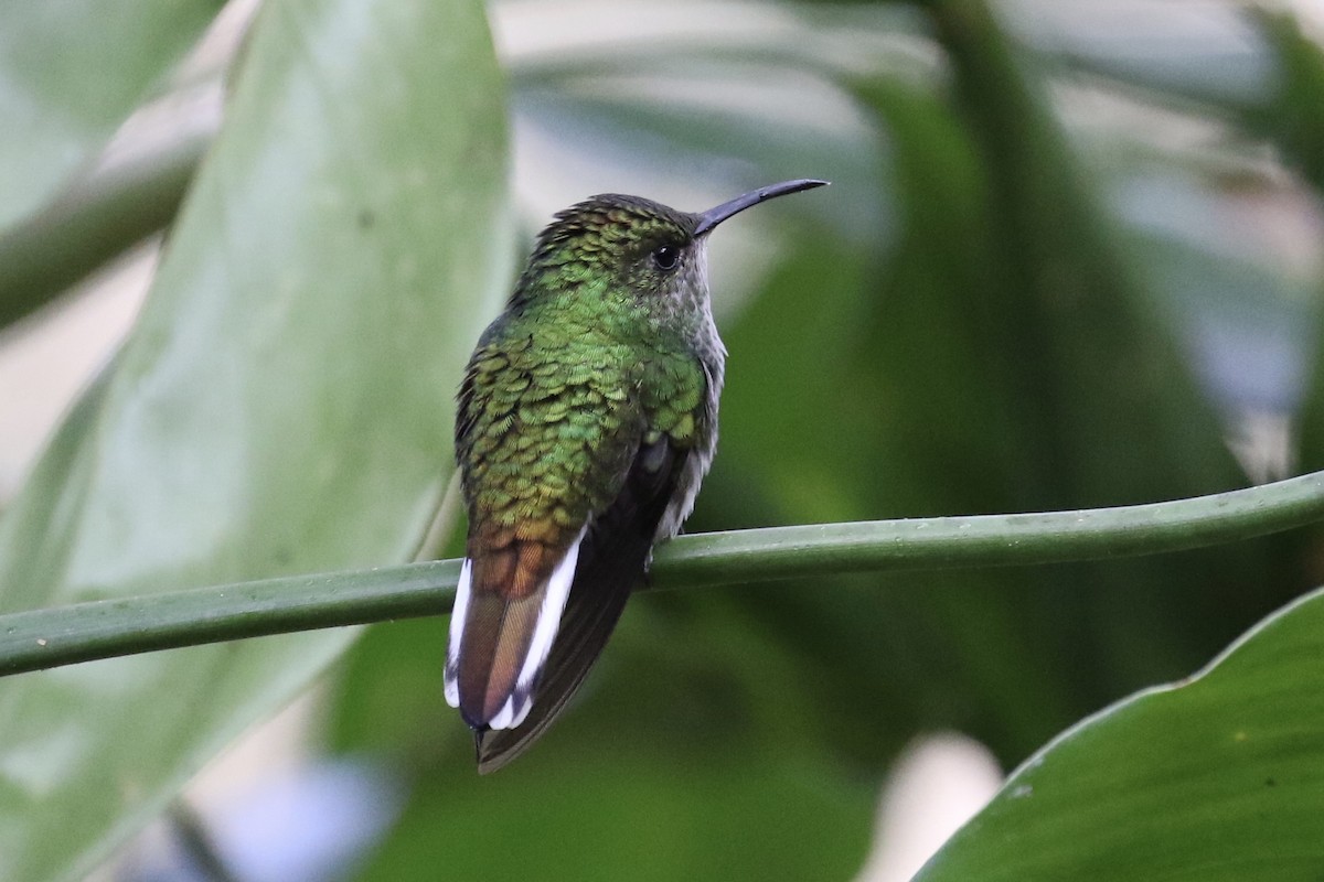 kolibřík měděnohlavý - ML137368881