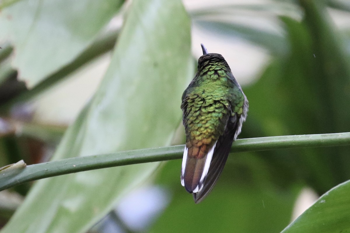 kolibřík měděnohlavý - ML137368991