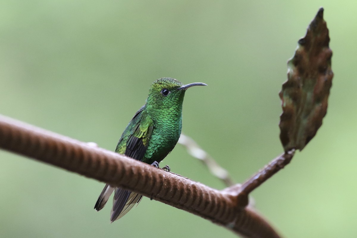kolibřík měděnohlavý - ML137369151