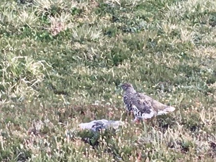 White-tailed Ptarmigan - ML137370451