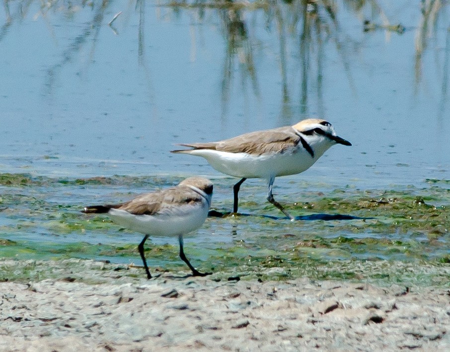 Snowy Plover - Gordon Karre