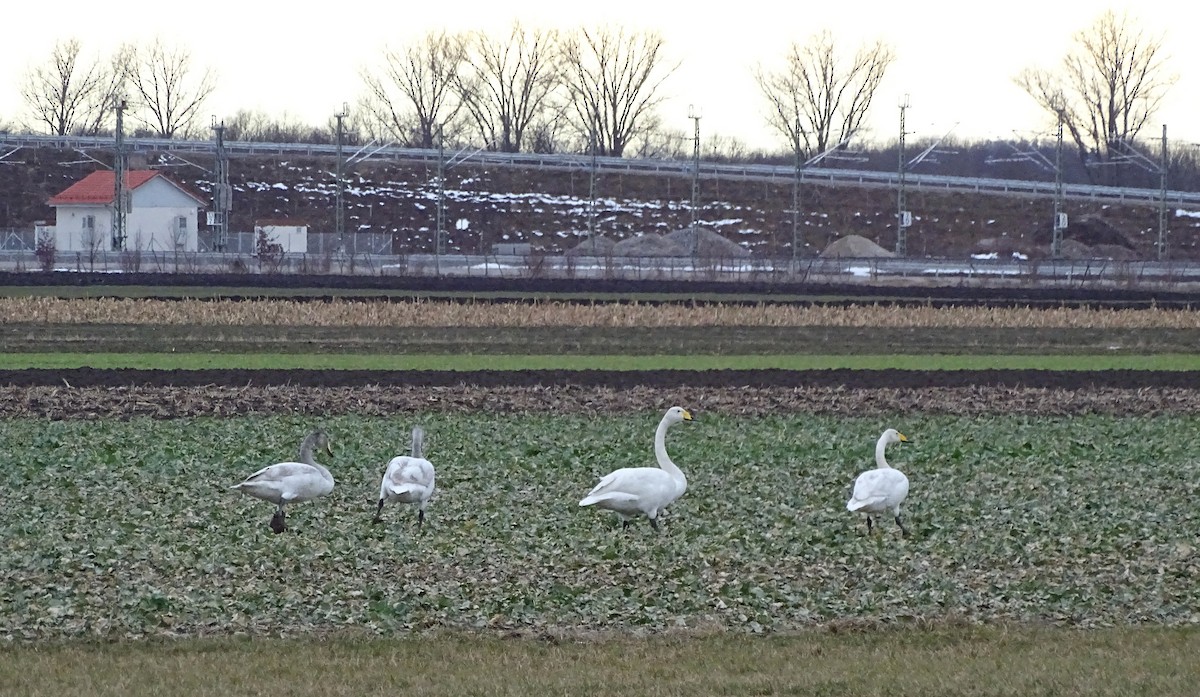 Whooper Swan - Julia Wittmann